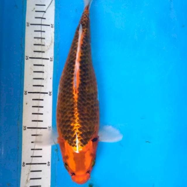 KUJAKU MONTOK 31 cm