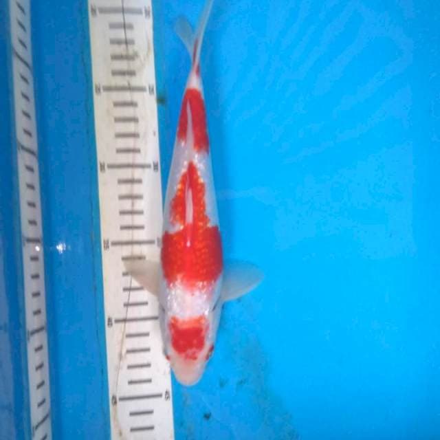 Kohaku ginrin