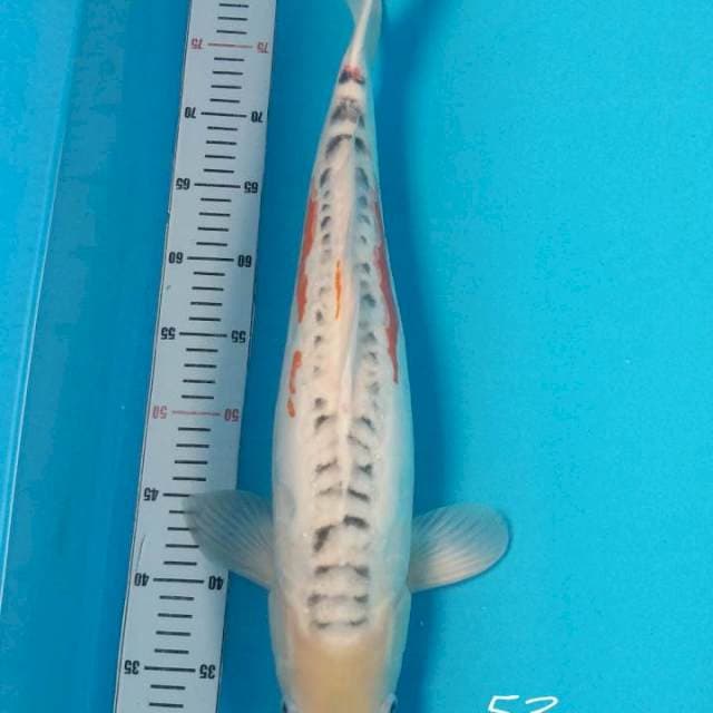 Shusui Male Import Serti Tamaura