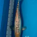 Shusui Male Import Serti Tamaura