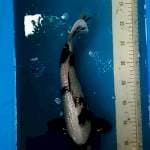 Shiro ginrin 38 cm. Calon jumbo