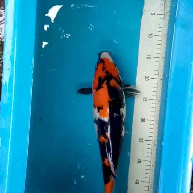Showa. 41cm