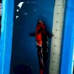Showa.  41cm
