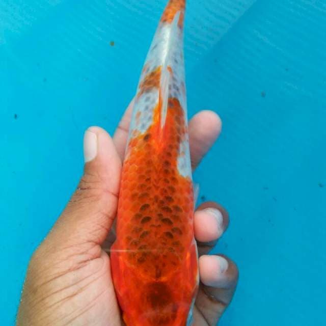 Gosiki 23cm