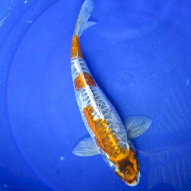 Kojaku kiko ±32cm