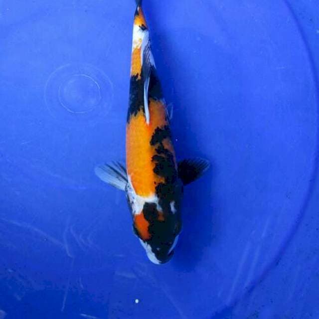 Showa +25cm