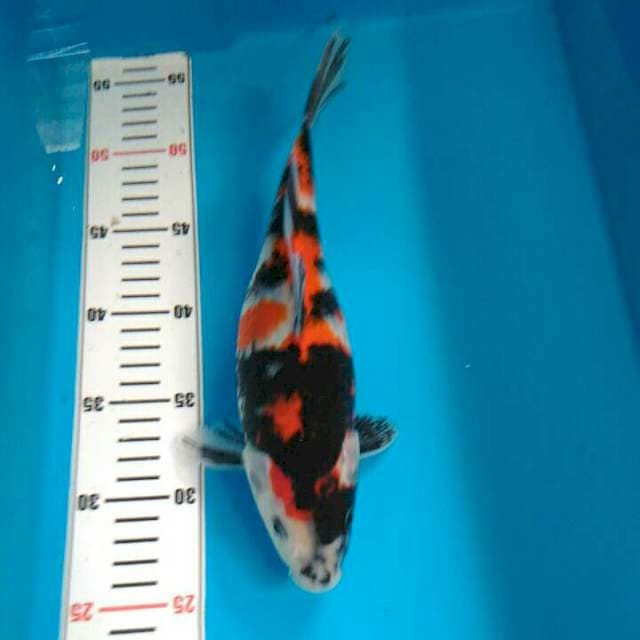 SSHOWA SANSHOKU