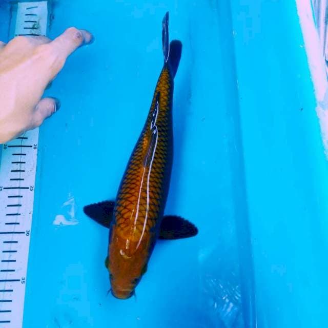 Chagoi tembaga
