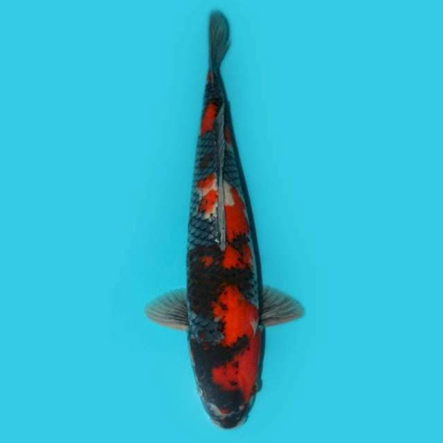 Showa 37 cm