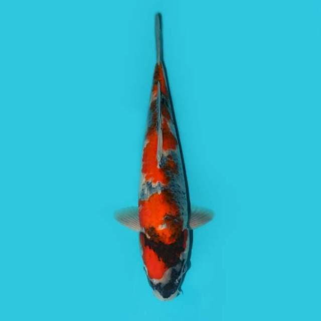 Showa 37 cm