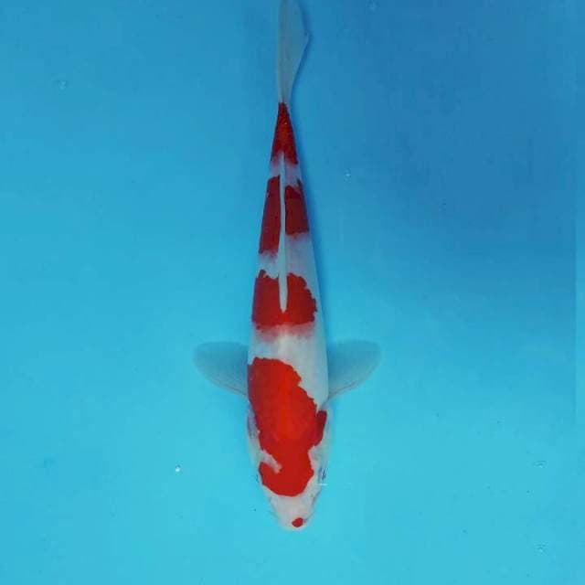 KOHAKU 4 STEPS