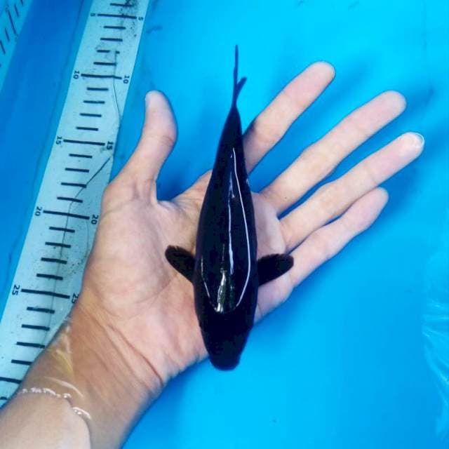Karasu