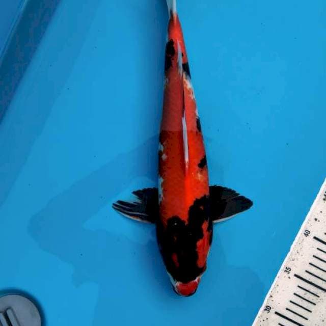 36cm Showa sanshoku ( M )