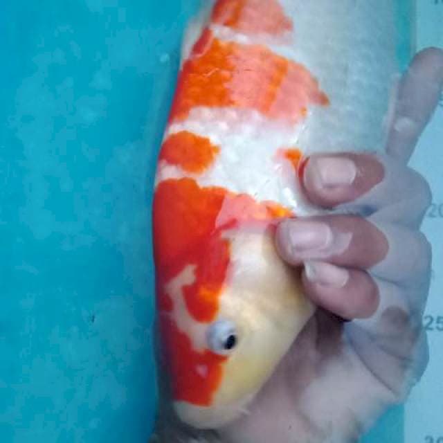 Kohaku punuk calon jumbo