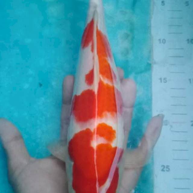 Kohaku punuk calon jumbo