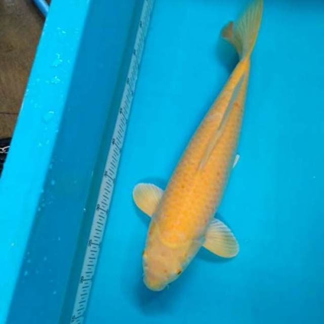 Karashi male