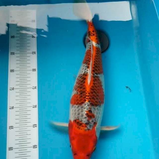 JUMBO KUJAKU JRENG 45CM