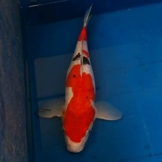 Doitsu Sanke
