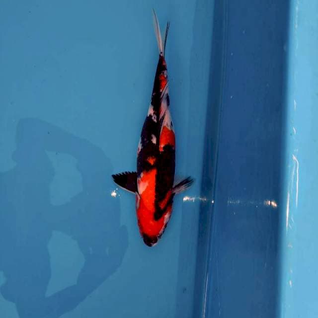 34cm Showa sanshoku ( F )