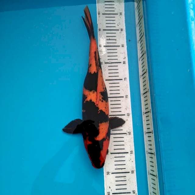 41cm Hiu ( F ) 