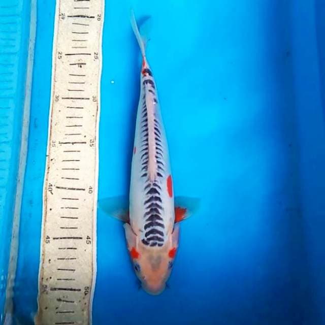Susui 30cm