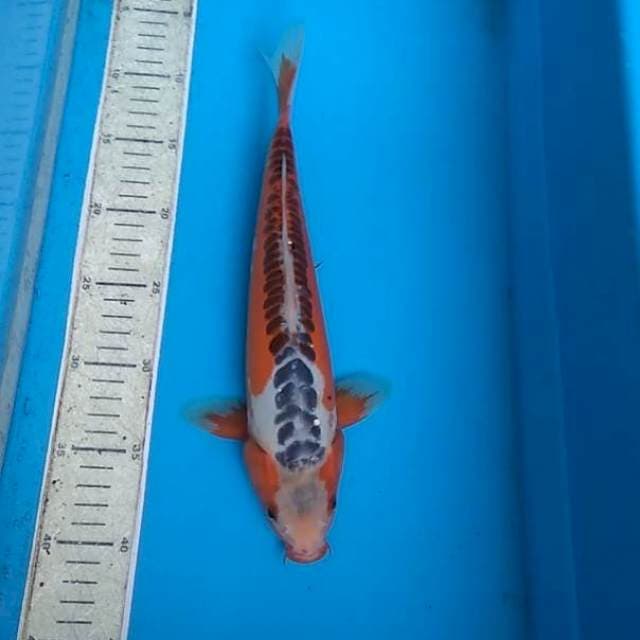 Shusui 30cm
