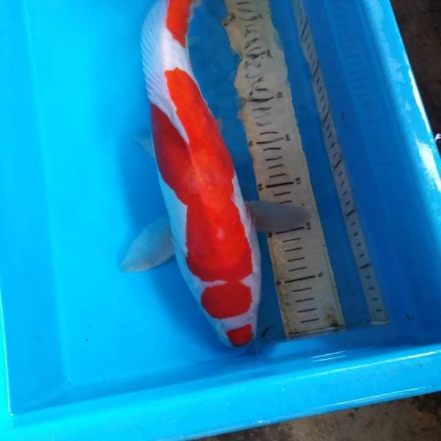 HWC (S of T)kohaku male 48cm