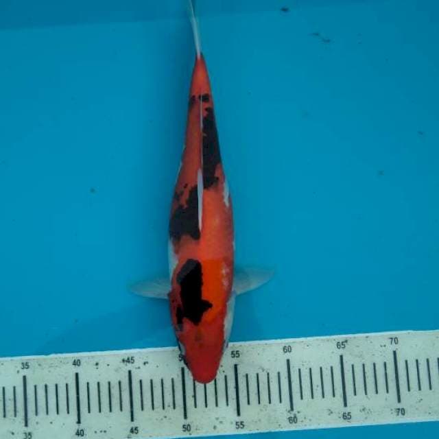 36cm Showa sanshoku ( F )