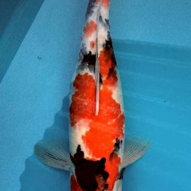 41cm Showa sanshoku ( F )