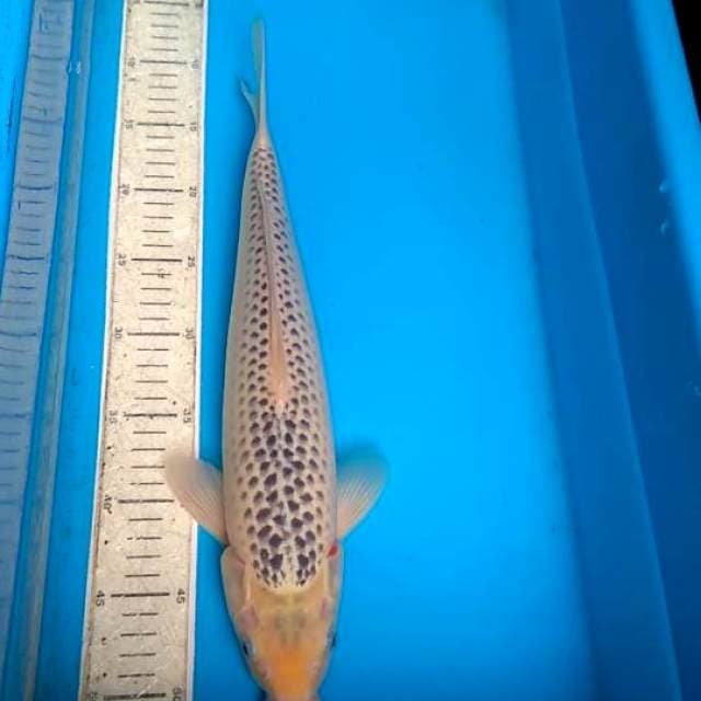 Asagi 40cm