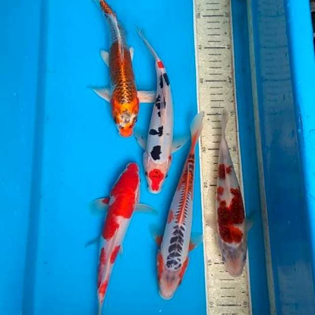 mix 23s/d27cm 5ekor