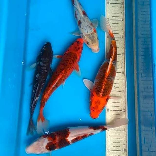 Mix 25s/d29cm 5ekor