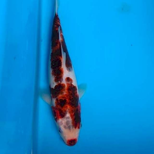 Goromo 26cm
