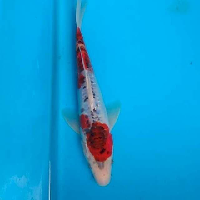 Ghosiki doitsu 23cm