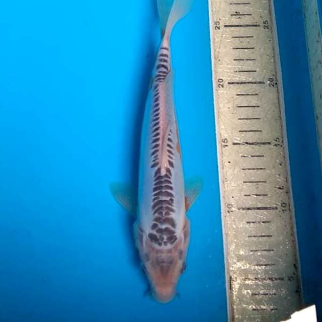Shusui 23cm F1