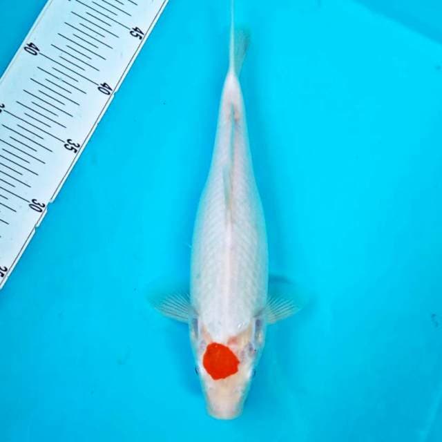 TC ORI #30CM