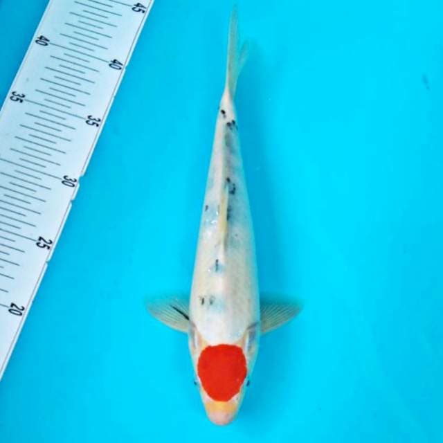 TC TANTE #30CM