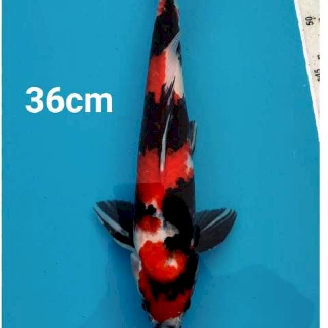 Showa 36cm Male
