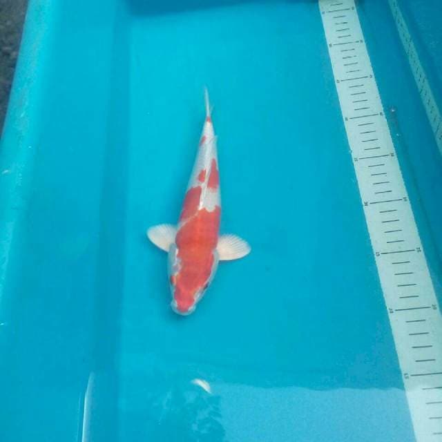 Kohaku Hikari
