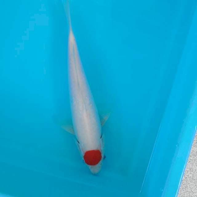 TANCHO 30 CM