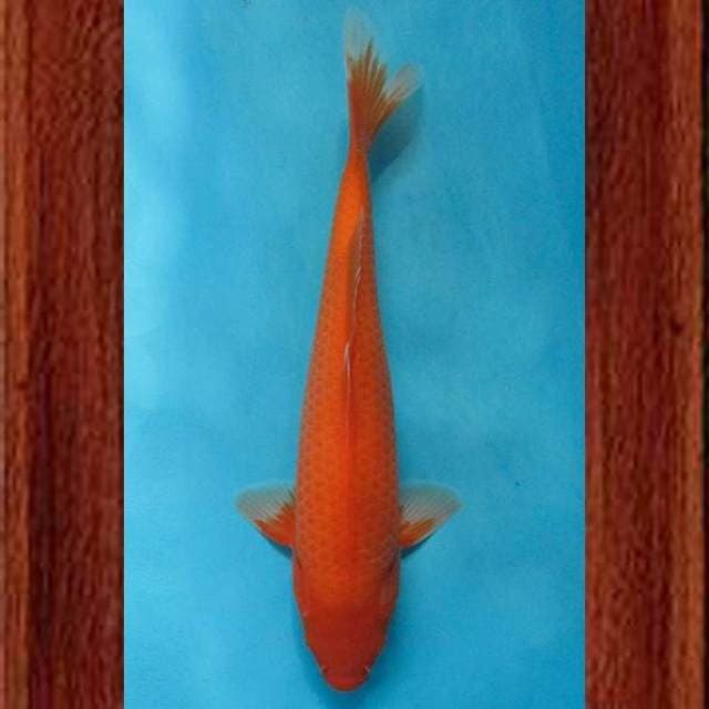 Near Koi - Benigoi 37cm