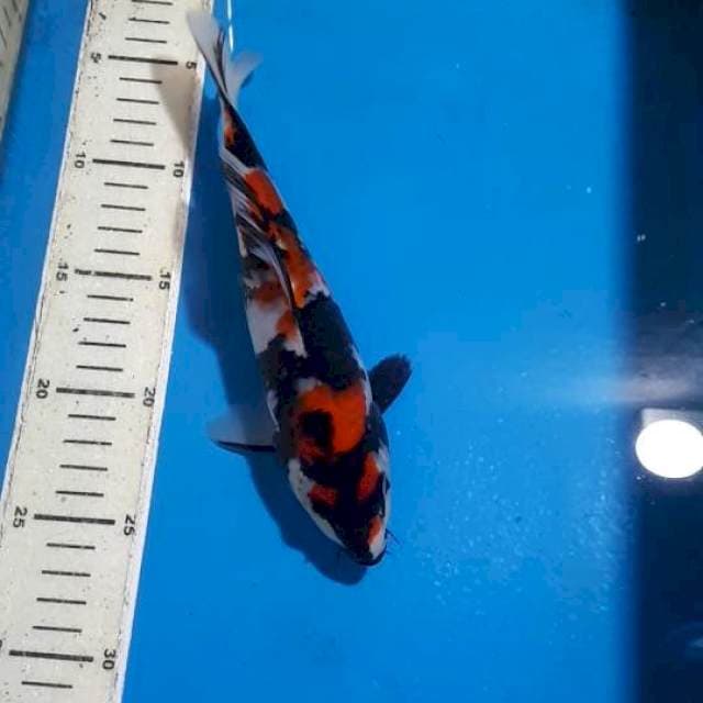 SHOWA SQ 23 CM
