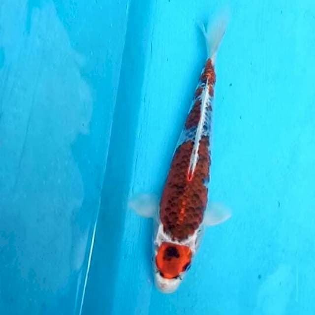 Maruten budho goshiki