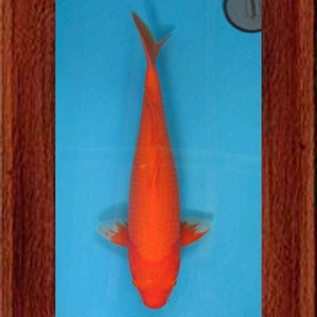 Near Koi - Beni Goi 39cm