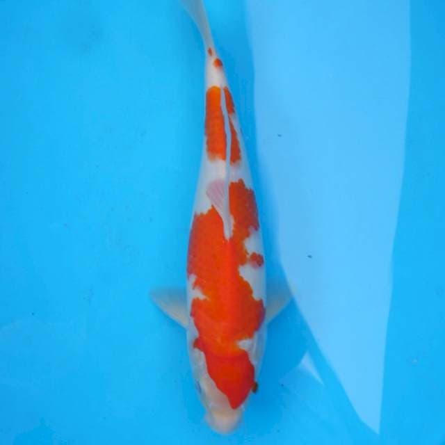 Kohaku 31 cm