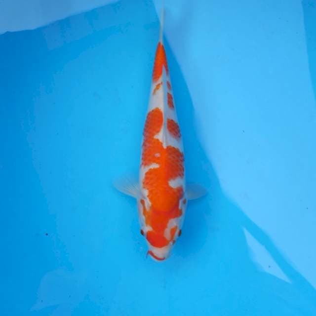 Kohaku Dakotjan 28 cm