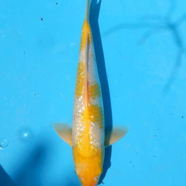 Ochiba Karashi 35 bu