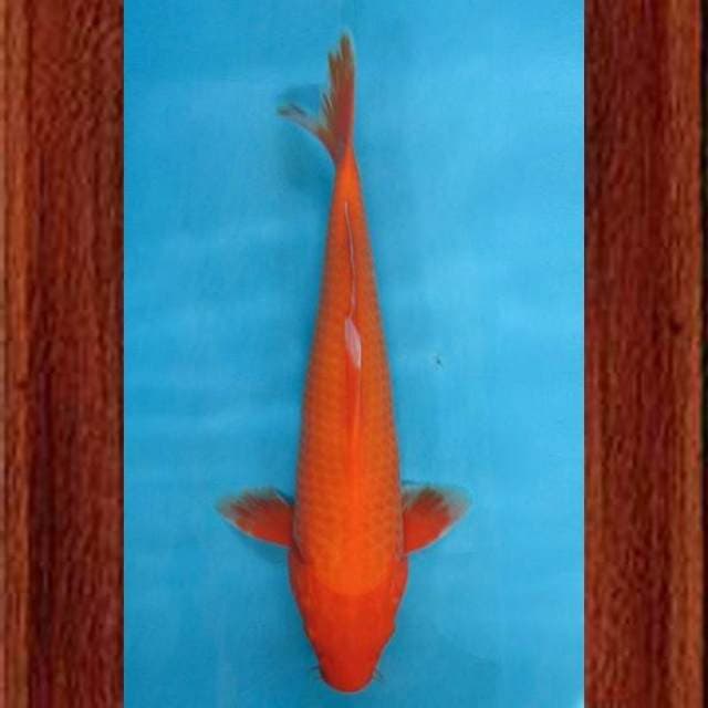 Near Koi - Benigoi 36cm