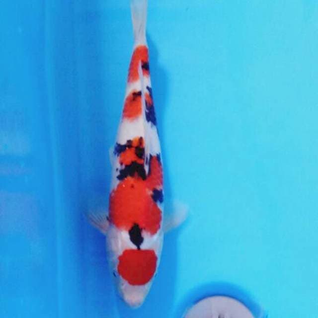 Yondan Taisho Sanshoku