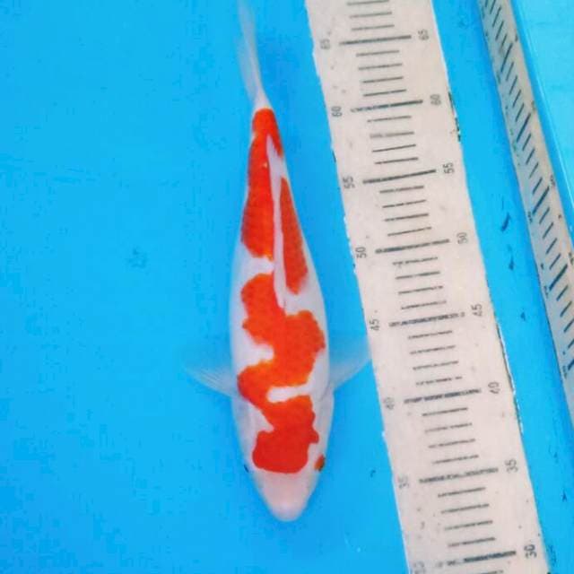 Inzuma Kohaku 2